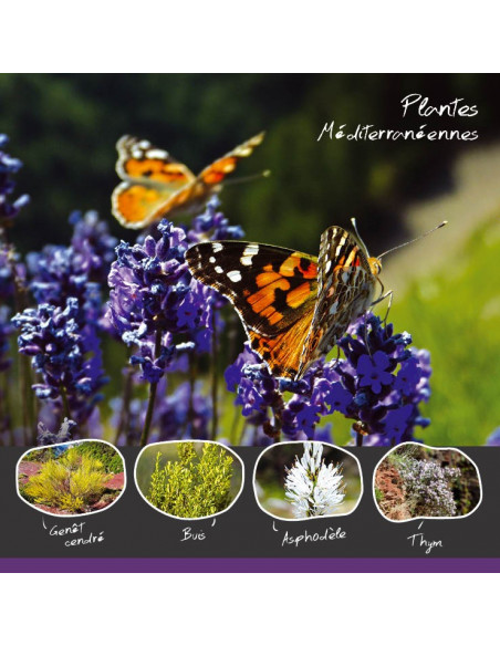 les plantes méditerranéennes