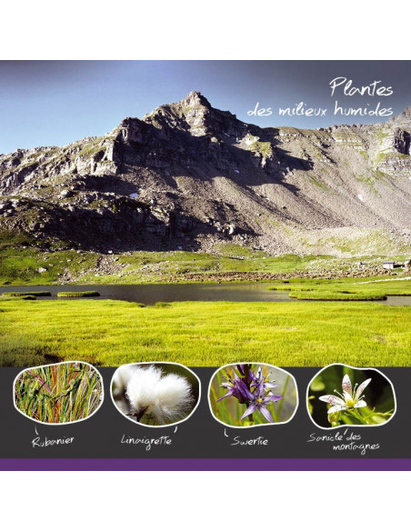 les plantes des milieux humides