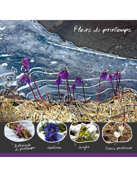 les fleurs du printemps