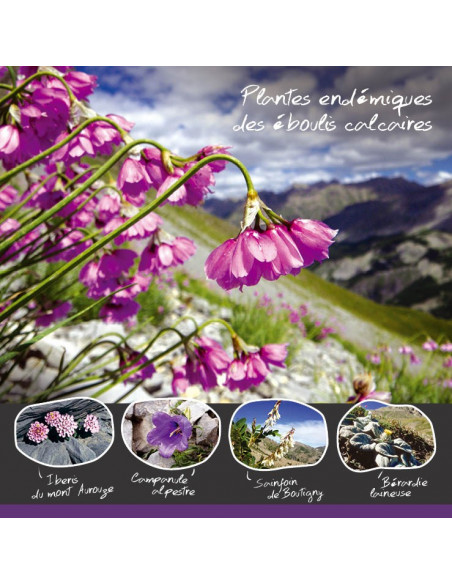 les plantes endémiques des éboulis calcaires