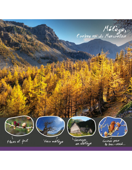 le melèze roi du Mercantour