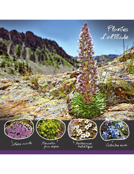 les plantes d'altitude