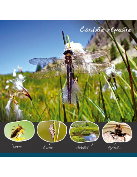 la cordulie alpestre la cordulie alpestre