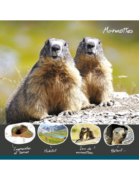 marmottes marmottes