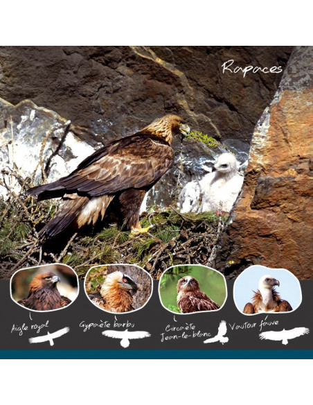les rapaces