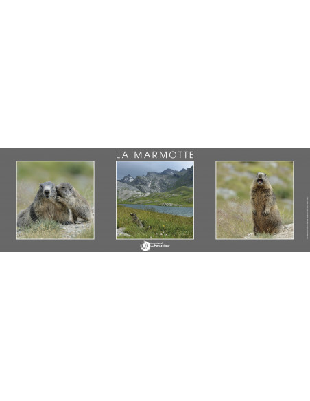 poster  la marmotte