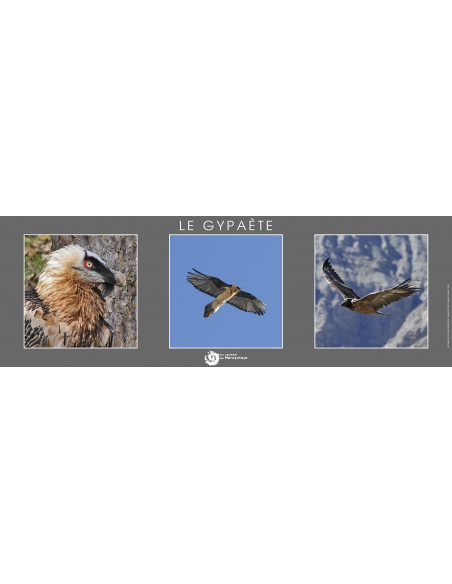 poster  le gypaète barbu