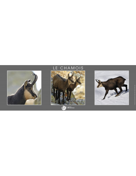 poster  le chamois