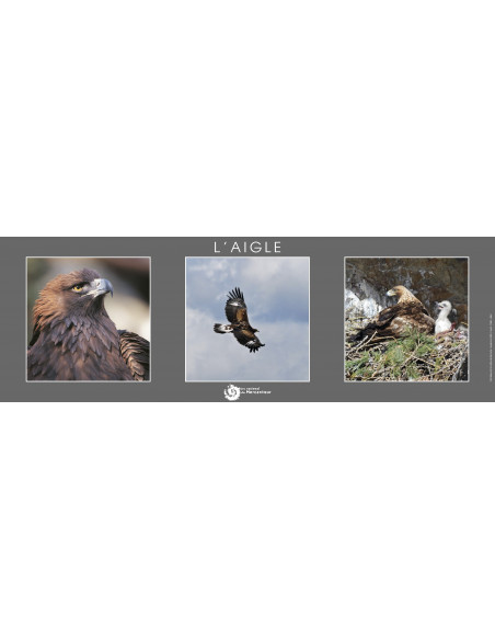 poster l'aigle royal