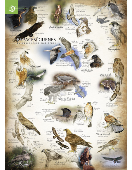 les rapaces du Mercantour