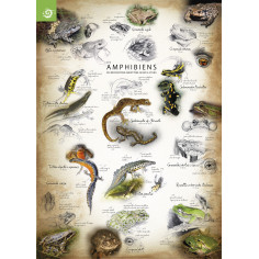 les reptiles et les amphibiens du Mercantour