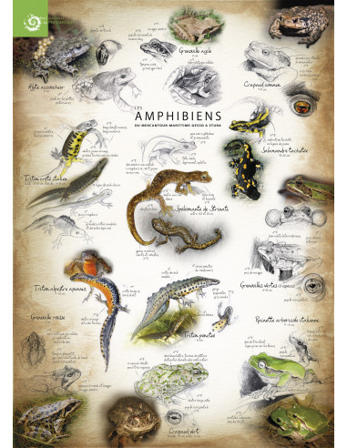 les reptiles et les amphibiens du Mercantour