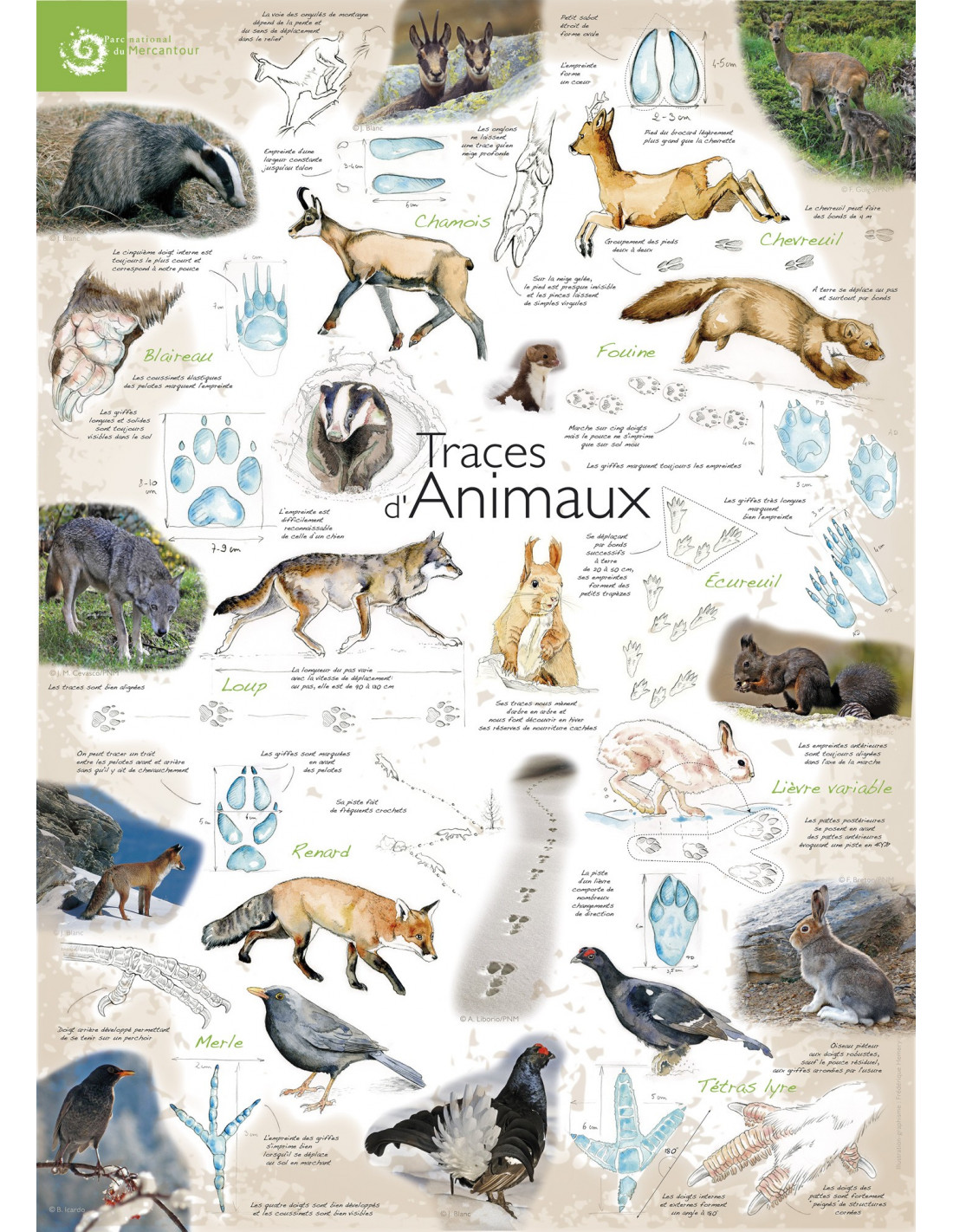 Poster : les traces d'animaux dans le Mercantour