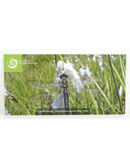 la libellule Cordulie alpestre