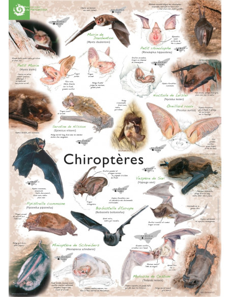 les chauves souris du Mercantour les chauves souris du Mercantour