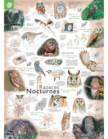 les rapaces nocturnes du Mercantour