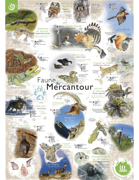 la faune du Mercantour