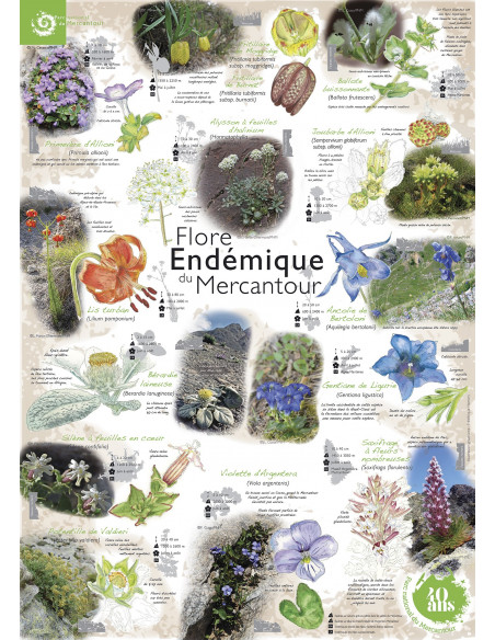 La flore du Mercantour