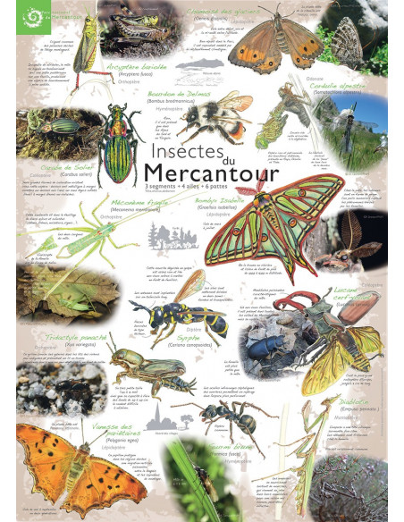 les rapaces du Mercantour