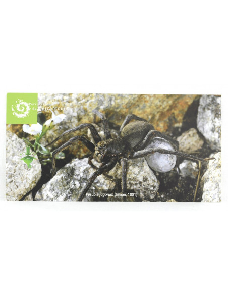 l'araignée Vesubia jugorum