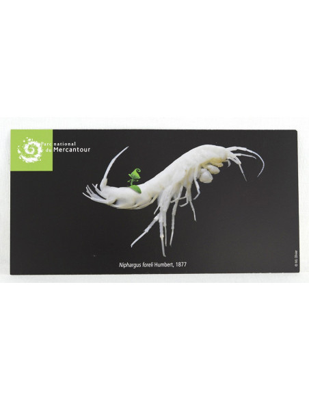 le crustacé Niphargus foreli